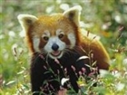 King_of_Wolf's avatar