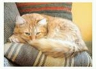 catlover2011's avatar