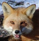 tailstheBrave's avatar
